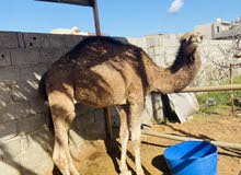 قعود للبيع قعود للبيع