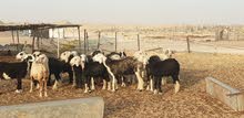 بيع غنم تربية مداني بيع غنم تربية مداني