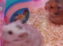 هامستر مجانا للتبني hamster for adoption هامستر مجانا للتبني hamster for adoption