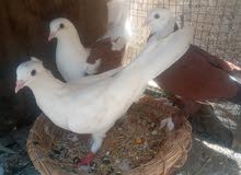 زوج حمام كمرات معا هرفليه زوج حمام كمرات معا هرفليه