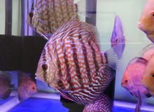 Discus fish Discus fish