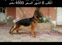 مطلوب كلب جيرمن شورت هير العمر6 او 5 شهور مطلوب كلب جيرمن شورت هير العمر6 او 5 شهور