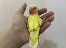 لوف بيرد عيون حمر لوف بيرد عيون حمر