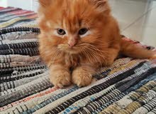 Pure Persian female kitten Pure Persian female kitten