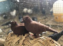 زوج بغداديات زوج بغداديات