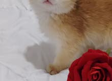 قطط مميزه من سلالت راقيه