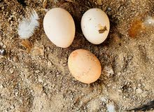 Organic Eggs for sale بيض عضوي للبيع