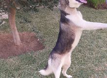 كلب هاسكي للبيع ذكر عمره 7اشهر كلب هاسكي للبيع ذكر عمره 7اشهر