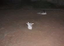 ارانب للبيع اسدي وعربي ارانب للبيع اسدي وعربي