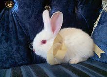 Angora small bunny Angora small bunny