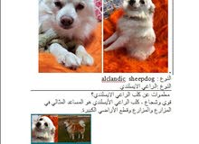 اللبع ذكر اللبع ذكر