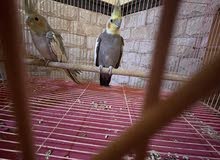 زوج كوكتيل للبيع زوج كوكتيل للبيع