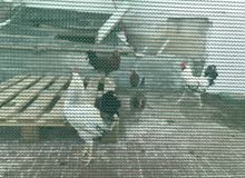 Omani Chickens for sale Omani Chickens for sale