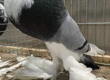 فحل نفاخ الاج فحل نفاخ الاج