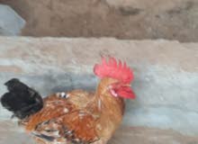 ديك كبير ديك كبير
