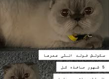 Scottish fold kitten Scottish fold kitten