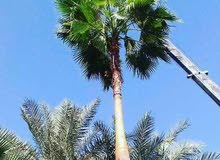 #لبيع وتوريد وزراعه نخيل الزينه الواشنطنياء جميع المقاسات وبأسعار #لبيع وتوريد وزراعه نخيل الزينه الواشنطنياء جميع المقاسات وبأسعار