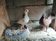 متاح حمام زينة متاح حمام زينة