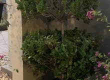Garden Plants Garden Plants