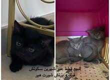 قطط عمر شهرين سكوتش فولد و برتش شورت هير قطط عمر شهرين سكوتش فولد و برتش شورت هير