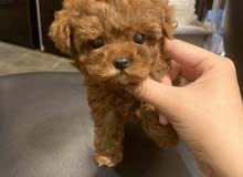 TOY POODLE PUPPY FOR SALE