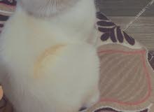قط هملايا اورنج قط هملايا اورنج