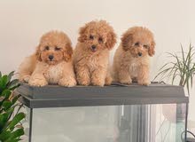 toy poodle males