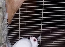 breeding pair for sale breeding pair for sale