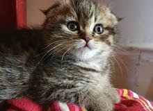 Scottish Fold Kitten for Sale