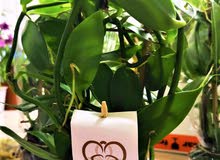 شتلات الفانيلا/ VANILLA PLANT شتلات الفانيلا/ VANILLA PLANT