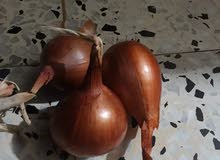 زرعة بصل جيزه زرعة بصل جيزه