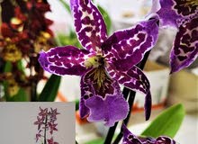 شتلات أوركيد كبيرة الحجم و بألوان زاهية من هولندا/ BIG ORCHID PLANTS WITH GREAT COLORS شتلات أوركيد كبيرة الحجم و بألوان زاهية من هولندا/ BIG ORCHID PLANTS WITH GREAT COLORS