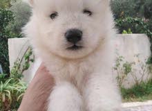 sammoyed puppy sammoyed puppy