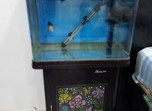 Fishtank with Flowerhon Baby.. Fishtank with Flowerhon Baby..
