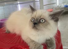 قطه انثى هملايا للبيع قطه انثى هملايا للبيع