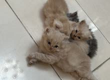 Persian kittens-صغار شيرازي