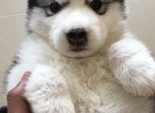 Alaskan malamute puppies Alaskan malamute puppies