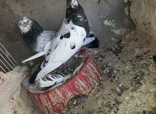 متاح طيره وفحل متاح طيره وفحل