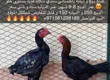 ديج و ديايه باكستاني سندي سلاله قويه ديج و ديايه باكستاني سندي سلاله قويه