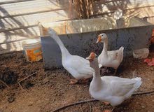 مطلوب نثيه وز بلغاري بياضه او على وجه بياض مطلوب نثيه وز بلغاري بياضه او على وجه بياض