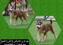 husky puppies female for sale husky puppies female for sale
