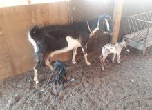 For Sale For Sale