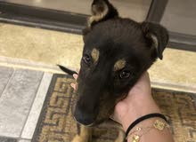 mix german shepherd and rottweiler 4 months old جرمن تشبير مكس روت ويلير العمر أربع شهور