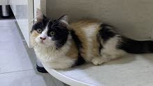 قطه نثيه للبيع عمرها 3 اشهر قطه نثيه للبيع عمرها 3 اشهر
