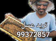 عسل برم الظاهرة عسل برم الظاهرة