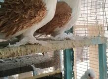 مطلوب نكرو اصفر بسعر مناسب مطلوب نكرو اصفر بسعر مناسب