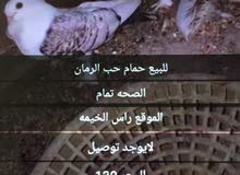 رأس الخيمه شمل رأس الخيمه شمل