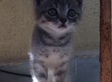 pure british kittens for sale pure british kittens for sale