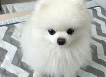 Cute Pomeranian Puppy For Adoption Cute Pomeranian Puppy For Adoption