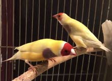 gouldian finch breeding pair gouldian finch breeding pair